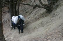 IMG_8426 Yak im Wald unscharf.jpg